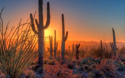 12 Reasons to Attend the RESO Spring Conference in Tucson, Arizona