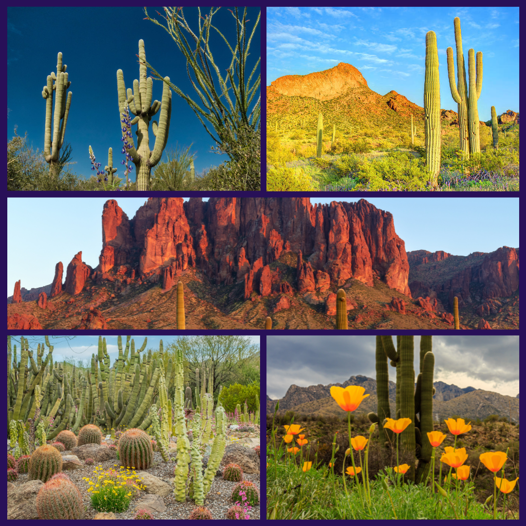 The Sonoran Desert, Tucson, AZ.